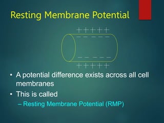 Resting Membrane Potential
• A potential difference exists across all cell
membranes
• This is called
– Resting Membrane Potential (RMP)
 