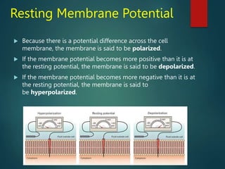 Resting Membrane Potential
 Because there is a potential difference across the cell
membrane, the membrane is said to be polarized.
 If the membrane potential becomes more positive than it is at
the resting potential, the membrane is said to be depolarized.
 If the membrane potential becomes more negative than it is at
the resting potential, the membrane is said to
be hyperpolarized.
 