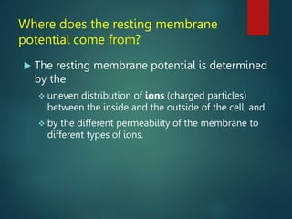Where does the resting membrane
potential come from?
 The resting membrane potential is determined
by the
 uneven distribution of ions (charged particles)
between the inside and the outside of the cell, and
 by the different permeability of the membrane to
different types of ions.
 