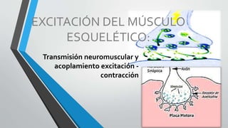 EXCITACIÓN DEL MÚSCULO
ESQUELÉTICO:
Transmisión neuromuscular y
acoplamiento excitación -
contracción
 