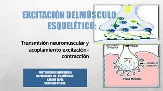 EXCITACIÓN DELMÚSCULO
ESQUELÉTICO:
Transmisión neuromusculary
acoplamiento excitación-
contracción
POSTGRADO DE NEUROLOGÍA
UNIVERSIDAD DE LAS AMÉRICAS.
KARINA TAPIA
SANTIAGO PIEDRA.
 