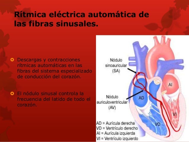 Resultado de imagen para ritmicidad electrica automatica de las fibras sinusales