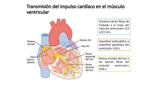 Resultado de imagen para TransmisiÃ³n del impulso cardÃ­aco en el mÃºsculoÂ ventricular