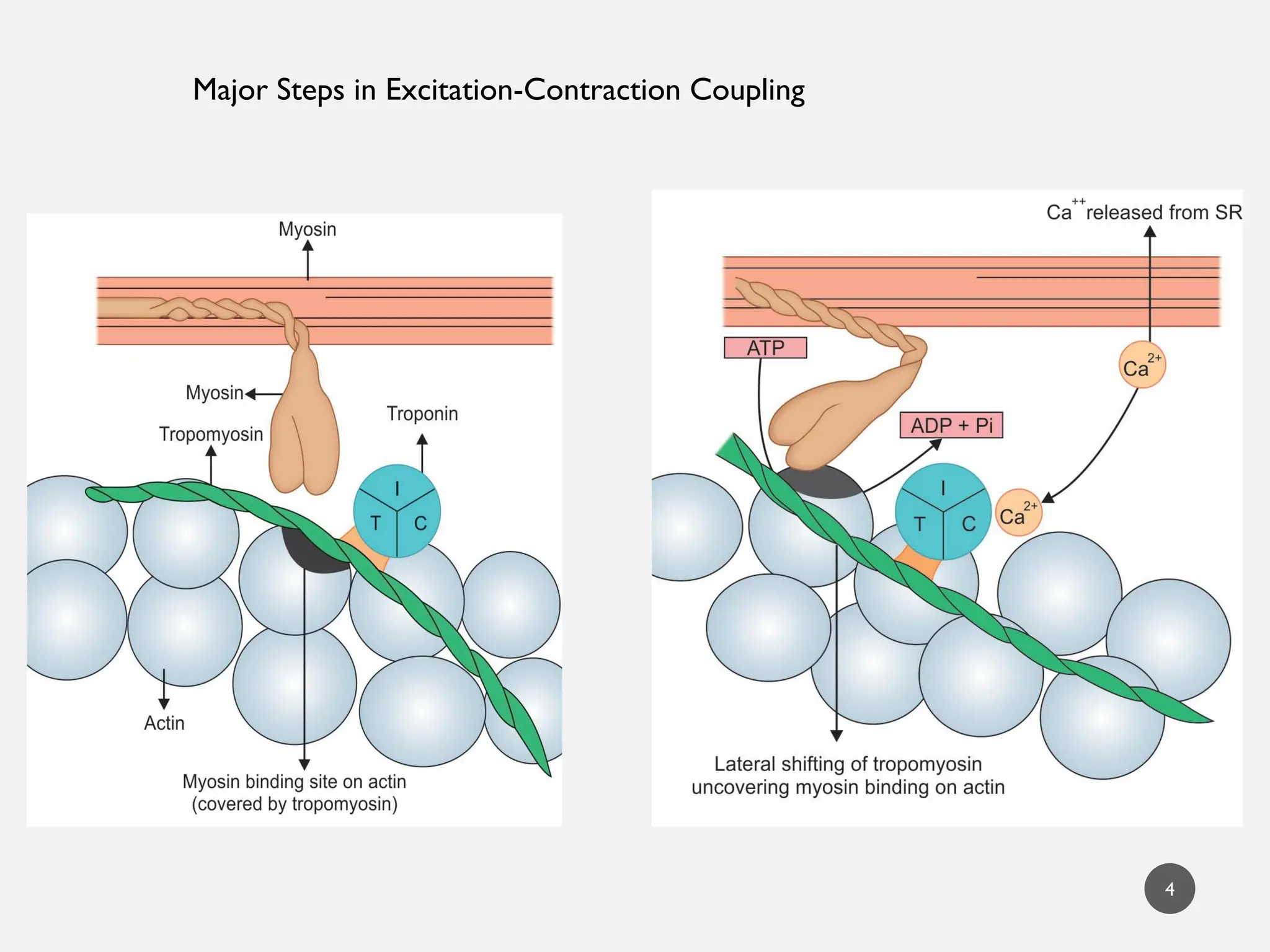 4
Major Steps in Excitation-Contraction Coupling
 