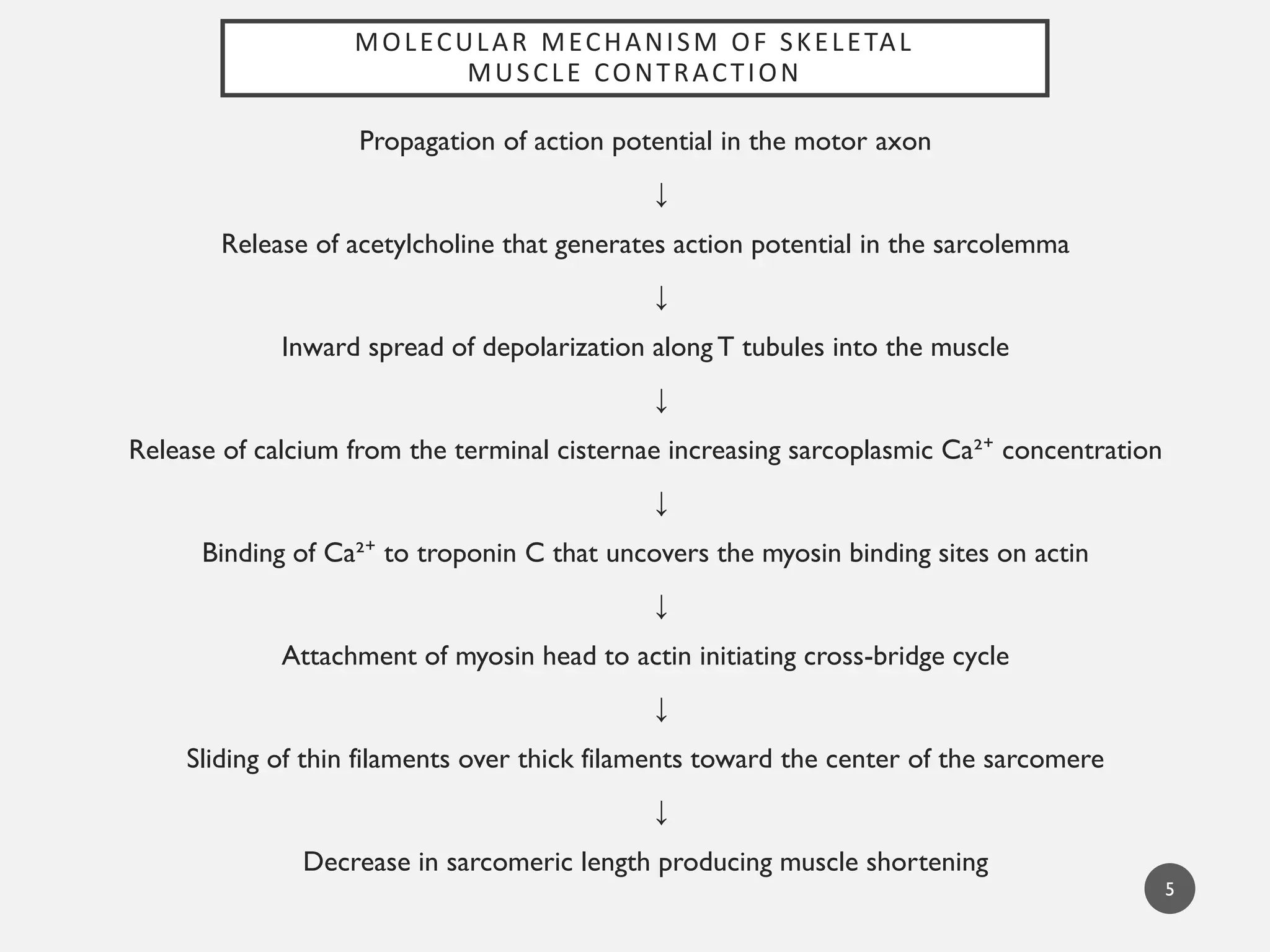 MOLECULAR MECHANISM OF SKELETAL
MUSCLE CONTRACTION
5
Propagation of action potential in the motor axon
↓
Release of acetylcholine that generates action potential in the sarcolemma
↓
Inward spread of depolarization along T tubules into the muscle
↓
Release of calcium from the terminal cisternae increasing sarcoplasmic Ca²⁺ concentration
↓
Binding of Ca²⁺ to troponin C that uncovers the myosin binding sites on actin
↓
Attachment of myosin head to actin initiating cross-bridge cycle
↓
Sliding of thin filaments over thick filaments toward the center of the sarcomere
↓
Decrease in sarcomeric length producing muscle shortening
 