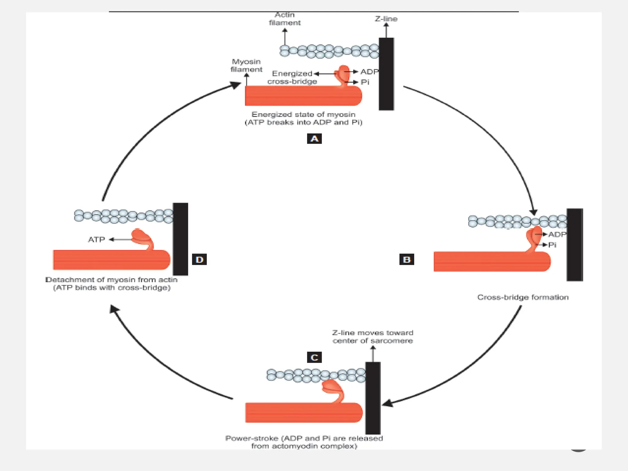 CROSS-BRIDGE CYCLE
8
 