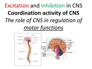 Excitation and inhibition in CNS
Coordination activity of CNS
The role of CNS in regulation of
motor functions
 