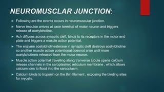 NEUROMUSCLAR JUNCTION:
 Following are the events occurs in neuromuscular junction.
 Nerve impulse arrives at axon terminal of motor neuron and triggers
release of acetylcholine.
 Ach diffuses across synaptic cleft, binds to its receptors in the motor end
plate and triggers a muscle action potential.
 The enzyme acetylcholinesterase in synaptic cleft destroys acetylcholine
so another muscle action potentional doesnot arise until more
acetylcholineis released from the motor neuron.
 Muscle action potential travelling along tranverse tubule opens calcium
release channels in the saroplasimic reticulum membrane , which allows
calcium ions to flood into the sarcoplasm.
 Calcium binds to troponin on the thin filament , exposing the binding sites
for myosin.
 