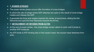  3: POWER STROKE:
 The power stroke phase occurs after formation of cross bridges.
 In which the site of bridge where ADP attaches are open,in the result of cross bridge
rotates and release the ADP.
 It generate the force and rotates towards the center of sarcomere, sliding the thin
filaments and past the thick filaments towards the M line.
 4: DETACHMENT OF MYOSIN FROM ACTIN:
 At the end of power stroke , the cross bridge remain attach to actin until it binds to
another ATP molecule.
 As ATP binds to ATP binding site on the myosin head, the myosin head detaches from
actin.
 