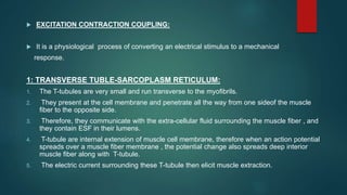  EXCITATION CONTRACTION COUPLING:
 It is a physiological process of converting an electrical stimulus to a mechanical
response.
1: TRANSVERSE TUBLE-SARCOPLASM RETICULUM:
1. The T-tubules are very small and run transverse to the myofibrils.
2. They present at the cell membrane and penetrate all the way from one sideof the muscle
fiber to the opposite side.
3. Therefore, they communicate with the extra-cellular fluid surrounding the muscle fiber , and
they contain ESF in their lumens.
4. T-tubule are internal extension of muscle cell membrane, therefore when an action potential
spreads over a muscle fiber membrane , the potential change also spreads deep interior
muscle fiber along with T-tubule.
5. The electric current surrounding these T-tubule then elicit muscle extraction.
 