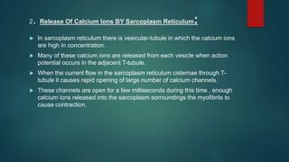 2. Release Of Calcium Ions BY Sarcoplasm Reticulum:
 In sarcoplasm reticulum there is vesicular-tubule in which the calcium ions
are high in concentration.
 Many of these calcium ions are released from each vesicle when action
potential occurs in the adjacent T-tubule.
 When the current flow in the sarcoplasm reticulum cisternae through T-
tubule it causes rapid opening of large number of calcium channels.
 These channels are open for a few milliseconds during this time , enough
calcium ions released into the sarcoplasm sorroundings the myofibrils to
cause contraction.
 