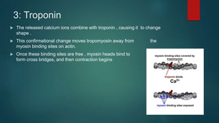3: Troponin
 The released calcium ions combine with troponin , causing it to change
shape .
 This confirmational change moves tropomyosin away from the
myosin binding sites on actin.
 Once these binding sites are free , myosin heads bind to them to
form cross bridges, and then contraction begins
 
