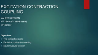 EXCITATION CONTRACTION
COUPLING.
MAHEEN ZEESHAN
3RD YEAR (5TH SEMESTER)
EP1865037
Objectives:
 The contraction cycle
 Excitation contraction coupling
 Neuromuscular junction
 