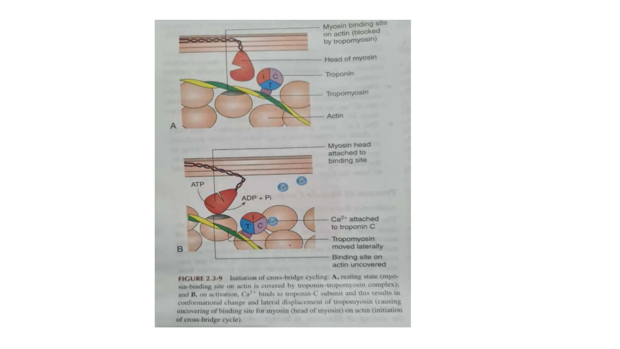 EXCITATION CONTRACTION COUPLING physiology PPT
