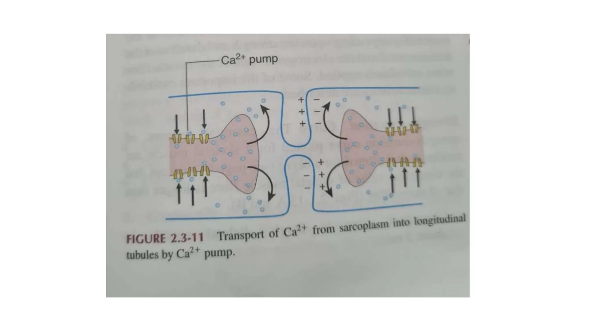EXCITATION CONTRACTION COUPLING physiology PPT