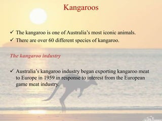 Kangaroos


 The kangaroo is one of Australia’s most iconic animals.
 There are over 60 different species of kangaroo.

The kangaroo industry

 Australia’s kangaroo industry began exporting kangaroo meat
  to Europe in 1959 in response to interest from the European
  game meat industry.
 