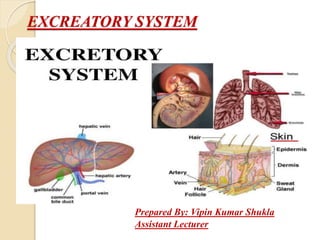 EXCREATORY SYSTEM
Prepared By: Vipin Kumar Shukla
Assistant Lecturer
 