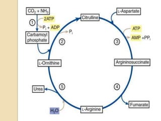 Excreatory system