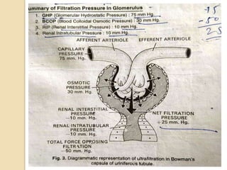 Excreatory system