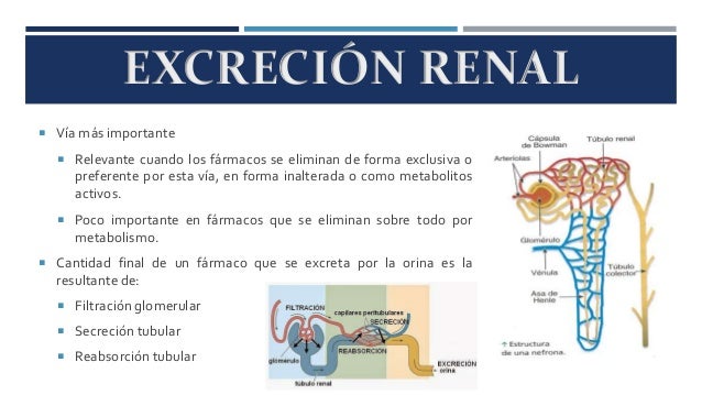 La mejor solución para calorias metabolismo basal