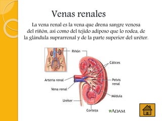 Venas renales
La vena renal es la vena que drena sangre venosa
del riñón, así como del tejido adiposo que lo rodea, de
la glándula suprarrenal y de la parte superior del uréter.
 