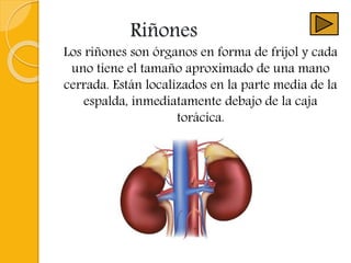 Riñones
Los riñones son órganos en forma de fríjol y cada
uno tiene el tamaño aproximado de una mano
cerrada. Están localizados en la parte media de la
espalda, inmediatamente debajo de la caja
torácica.
 