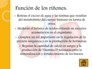 Función de los riñones:
 Retiran el exceso de agua y las toxinas que resultan
del metabolismo del cuerpo humano en forma de
orina.
 Moderan el balance de ácidos evitando su excesiva
acumulación en el organismo.
 Cumplen un rol importante en la regulación de la
presión sanguínea y en la producción de hormonas.
 Regulan la cantidad de calcio en sangre y la
producción de Vitamina D necesaria para la
mineralización y fortalecimiento de los huesos.
 