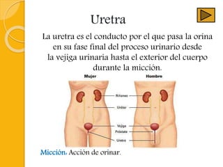 Uretra
La uretra es el conducto por el que pasa la orina
en su fase final del proceso urinario desde
la vejiga urinaria hasta el exterior del cuerpo
durante la micción.
Micción: Acción de orinar.
 