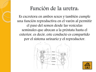Función de la uretra:
Es excretora en ambos sexos y también cumple
una función reproductiva en el varón al permitir
el paso del semen desde las vesículas
seminales que abocan a la próstata hasta el
exterior, es decir, este conducto es compartido
por el sistema urinario y el reproductor.
 