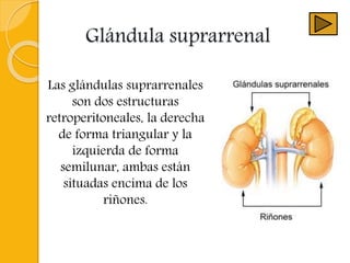 Glándula suprarrenal
Las glándulas suprarrenales
son dos estructuras
retroperitoneales, la derecha
de forma triangular y la
izquierda de forma
semilunar, ambas están
situadas encima de los
riñones.
 
