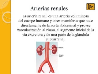 Arterias renales
La arteria renal es una arteria voluminosa
del cuerpo humano y otros mamíferos que nace
directamente de la aorta abdominal y provee
vascularización al riñón, al segmento inicial de la
vía excretora y de una parte de la glándula
suprarrenal.
 