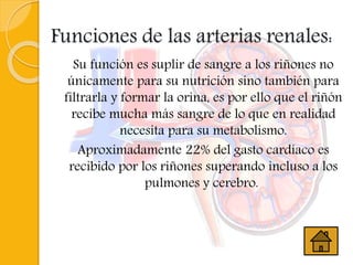 Funciones de las arterias renales:
Su función es suplir de sangre a los riñones no
únicamente para su nutrición sino también para
filtrarla y formar la orina, es por ello que el riñón
recibe mucha más sangre de lo que en realidad
necesita para su metabolismo.
Aproximadamente 22% del gasto cardíaco es
recibido por los riñones superando incluso a los
pulmones y cerebro.
 