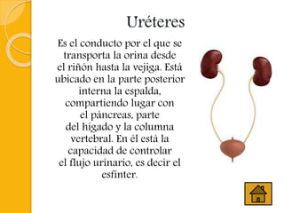 Uréteres
Es el conducto por el que se
transporta la orina desde
el riñón hasta la vejiga. Está
ubicado en la parte posterior
interna la espalda,
compartiendo lugar con
el páncreas, parte
del hígado y la columna
vertebral. En él está la
capacidad de controlar
el flujo urinario, es decir el
esfínter.
 