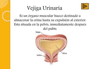 Vejiga Urinaria
Es un órgano muscular hueco destinado a
almacenar la orina hasta su expulsión al exterior.
Esta situada en la pelvis, inmediatamente después
del pubis.
 