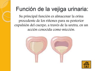 Función de la vejiga urinaria:
Su principal función es almacenar la orina
procedente de los riñones para su posterior
expulsión del cuerpo, a través de la uretra, en un
acción conocida como micción.
 