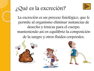 ¿Qué es la excreción?
La excreción es un proceso fisiológico, que le
permite al organismo eliminar sustancias de
desecho y tóxicas para el cuerpo,
manteniendo así en equilibrio la composición
de la sangre y otros fluidos corporales.
 