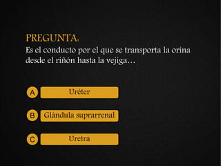 PREGUNTA:
Es el conducto por el que se transporta la orina
desde el riñón hasta la vejiga…
UréterA
Glándula suprarrenalB
UretraC
 