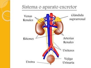 Sistema o aparato excretor
Venas
Renales
Arterias
Renales
Riñones
Glándula
suprarrenal
Uréteres
Uretra
Vejiga
Urinaria
 