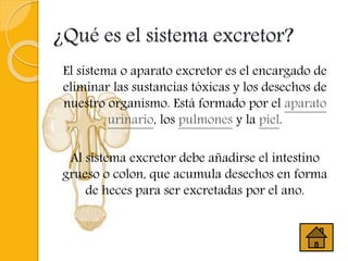 ¿Qué es el sistema excretor?
El sistema o aparato excretor es el encargado de
eliminar las sustancias tóxicas y los desechos de
nuestro organismo. Está formado por el aparato
urinario, los pulmones y la piel.
Al sistema excretor debe añadirse el intestino
grueso o colon, que acumula desechos en forma
de heces para ser excretadas por el ano.
 