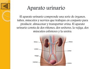 Aparato urinario
El aparato urinario comprende una serie de órganos,
tubos, músculos y nervios que trabajan en conjunto para
producir, almacenar y transportar orina. El aparato
urinario consta de dos riñones, dos uréteres, la vejiga, dos
músculos esfínteres y la uretra.
 