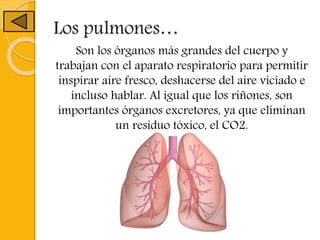 Los pulmones…
Son los órganos más grandes del cuerpo y
trabajan con el aparato respiratorio para permitir
inspirar aire fresco, deshacerse del aire viciado e
incluso hablar. Al igual que los riñones, son
importantes órganos excretores, ya que eliminan
un residuo tóxico, el CO2.
 