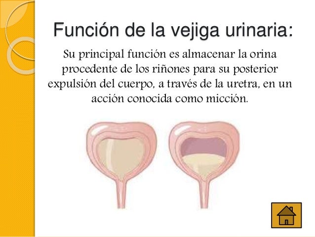 Excreción1 (1)