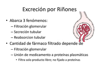 Excreción por Riñones Función global de riñones es relativamente inmadura en neonatoMadures rápida en unos meses después de nacimientoEn vida adulta disminuye función renal ~1% por año Deficiencia sustancial en edades avanzadas 