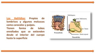 Propios de
lombrices y algunos moluscos
como caracoles y pulpos.
Tienen forma de tubos
enrollados que se extienden
desde el interior del cuerpo
hasta la superficie
 