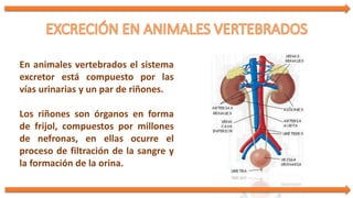 En animales vertebrados el sistema
excretor está compuesto por las
vías urinarias y un par de riñones.
Los riñones son órganos en forma
de frijol, compuestos por millones
de nefronas, en ellas ocurre el
proceso de filtración de la sangre y
la formación de la orina.
 
