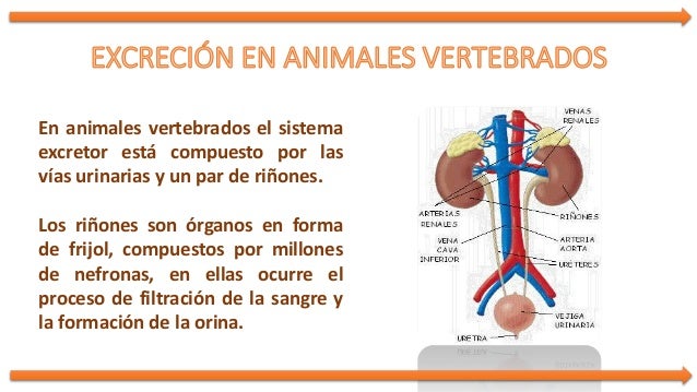 Excreción en animales 4°