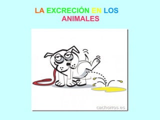 LA EXCRECIÓN EN LOS
ANIMALES
 