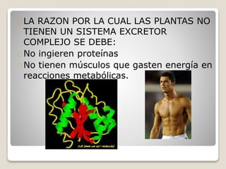 LA RAZON POR LA CUAL LAS PLANTAS NO
TIENEN UN SISTEMA EXCRETOR
COMPLEJO SE DEBE:
No ingieren proteínas
No tienen músculos que gasten energía en
reacciones metabólicas.
 