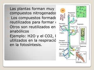 Las plantas forman muy pocos
compuestos nitrogenados.
Los compuestos formados, son
reutilizados para formar otras sustancias.
Otros son reutilizados en procesos
anabólicos
Ejemplo: H2O y el CO2, los cuales son
utilizados en la respiración y reutilizados
en la fotosíntesis.
 