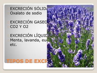 TIPOS DE EXCRECIÓN
EXCRECIÓN SÓLIDA:
Oxalato de sodio
EXCRECIÓN GASEOSA:
CO2 Y O2
EXCRECIÓN LÍQUIDA:
Menta, lavanda, eucalipto,
etc.
 